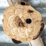 Zo verwijder je veilig en effectief een wespennest: alles wat je moet weten